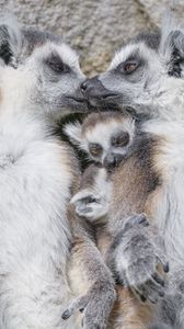 Preview wallpaper lemurs, animals, family, love