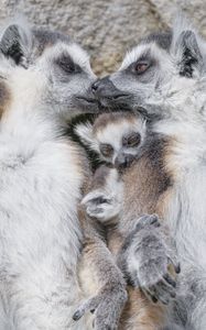 Preview wallpaper lemurs, animals, family, love