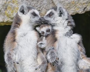 Preview wallpaper lemurs, animals, family, love