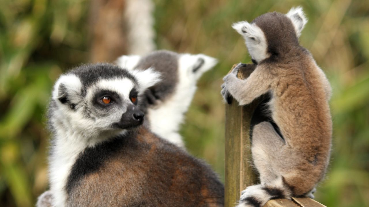 Wallpaper lemurs, animals, glance, family, mom, cub