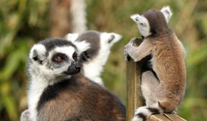 Preview wallpaper lemurs, animals, glance, family, mom, cub