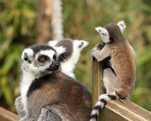 Preview wallpaper lemurs, animals, glance, family, mom, cub