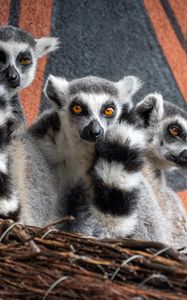 Preview wallpaper lemurs, animals, wildlife