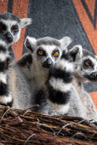 Preview wallpaper lemurs, animals, wildlife