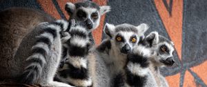 Preview wallpaper lemurs, animals, wildlife