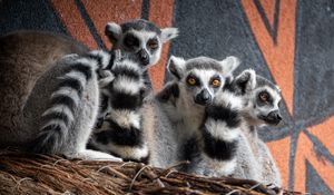 Preview wallpaper lemurs, animals, wildlife