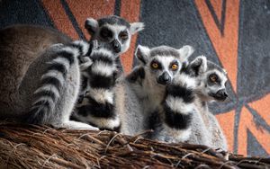 Preview wallpaper lemurs, animals, wildlife
