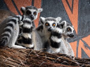 Preview wallpaper lemurs, animals, wildlife