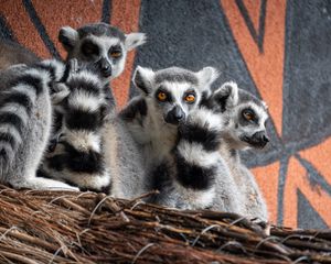 Preview wallpaper lemurs, animals, wildlife