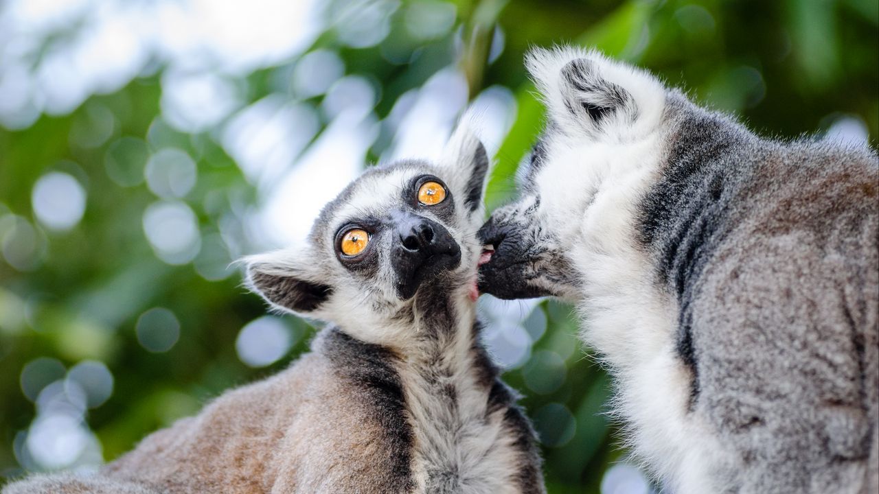 Wallpaper lemurs, couple, lick