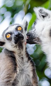 Preview wallpaper lemurs, couple, lick