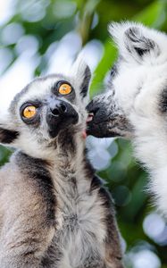 Preview wallpaper lemurs, couple, lick
