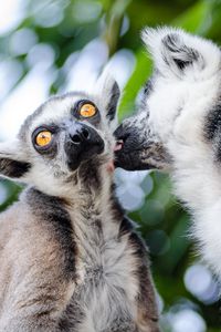 Preview wallpaper lemurs, couple, lick