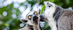 Preview wallpaper lemurs, couple, lick