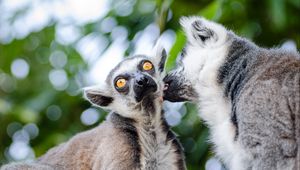 Preview wallpaper lemurs, couple, lick