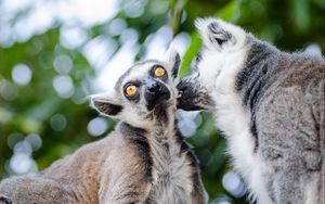 Preview wallpaper lemurs, couple, lick