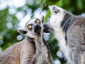 Preview wallpaper lemurs, couple, lick