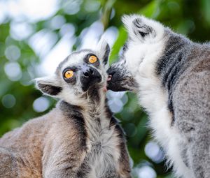 Preview wallpaper lemurs, couple, lick