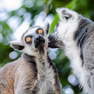 Preview wallpaper lemurs, couple, lick