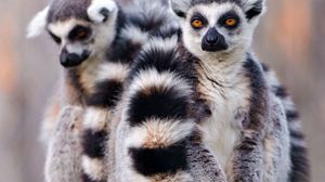 Preview wallpaper lemurs, couple, tail, arms