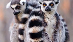 Preview wallpaper lemurs, couple, tail, arms