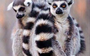 Preview wallpaper lemurs, couple, tail, arms