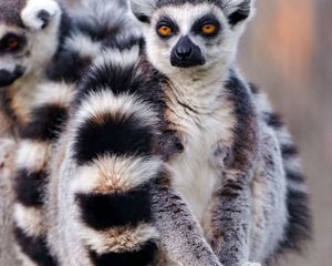 Preview wallpaper lemurs, couple, tail, arms