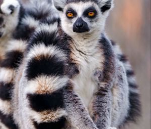 Preview wallpaper lemurs, couple, tail, arms