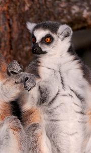 Preview wallpaper lemurs, family, fur, animal