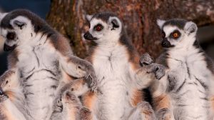 Preview wallpaper lemurs, family, fur, animal