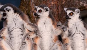 Preview wallpaper lemurs, family, fur, animal