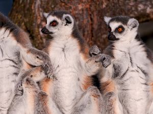 Preview wallpaper lemurs, family, fur, animal