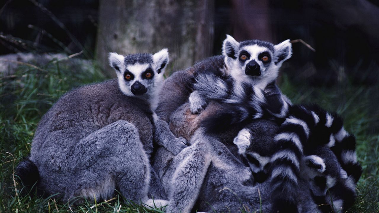 Wallpaper lemurs, family, grass, striped