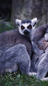 Preview wallpaper lemurs, family, grass, striped