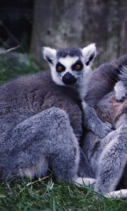 Preview wallpaper lemurs, family, grass, striped