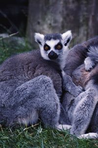 Preview wallpaper lemurs, family, grass, striped