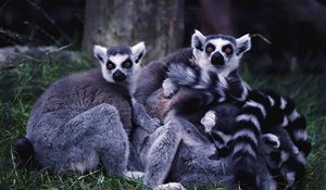 Preview wallpaper lemurs, family, grass, striped