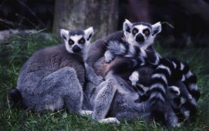 Preview wallpaper lemurs, family, grass, striped