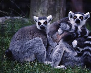 Preview wallpaper lemurs, family, grass, striped