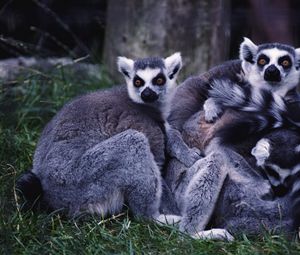 Preview wallpaper lemurs, family, grass, striped