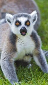 Preview wallpaper lemurs, grass, family