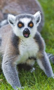 Preview wallpaper lemurs, grass, family