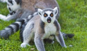 Preview wallpaper lemurs, grass, family