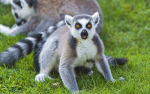 Preview wallpaper lemurs, grass, family