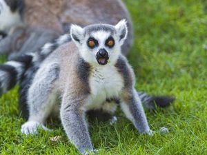 Preview wallpaper lemurs, grass, family