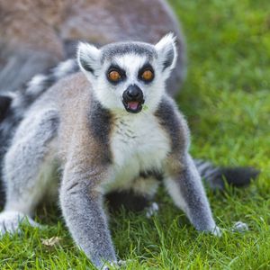 Preview wallpaper lemurs, grass, family