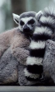 Preview wallpaper lemurs, hide, tail, family