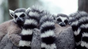 Preview wallpaper lemurs, hide, tail, family