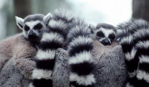 Preview wallpaper lemurs, hide, tail, family