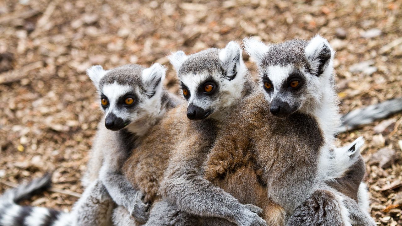 Wallpaper lemurs, three, animals